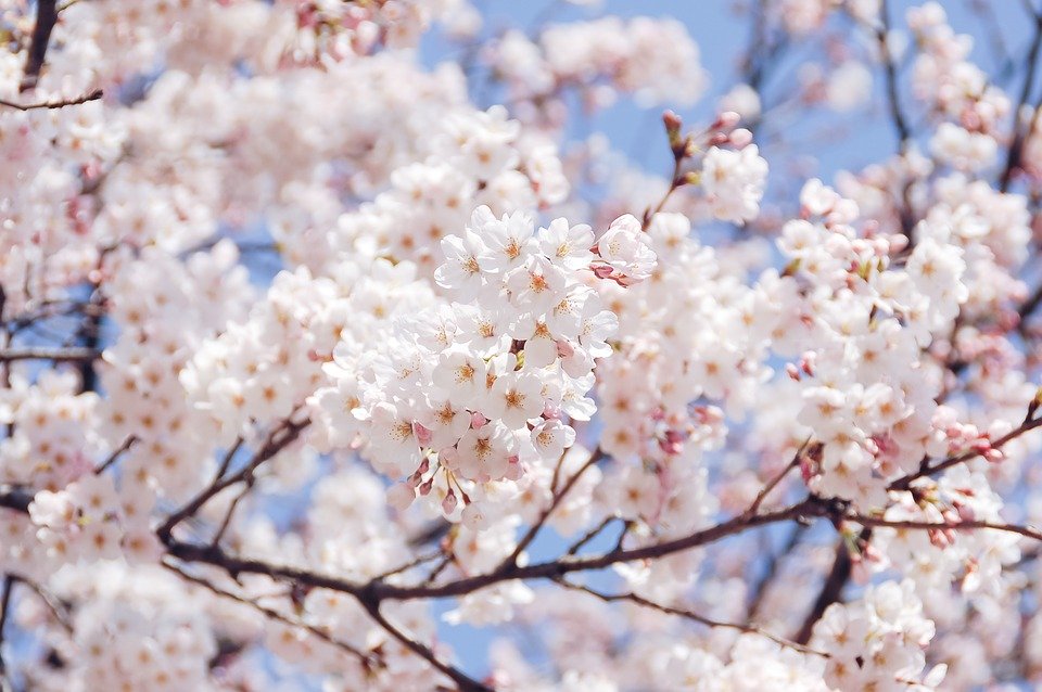 桜の写真